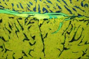 WILD FIELDS oil / acrylic on canvas + own technique, 100x150 cm, 2014